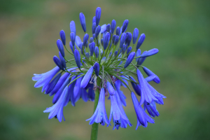 Agapanthus 'Purple Cloud' (bladverliezend)