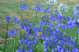 Agapanthus 'Purple Cloud' (bladverliezend)