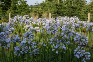 Agapanthus 'Blue Moon' (bladverliezend)