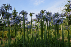 Agapanthus 'Blue Moon' (bladverliezend)