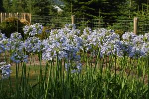 Agapanthus 'Blue Moon' (bladverliezend)