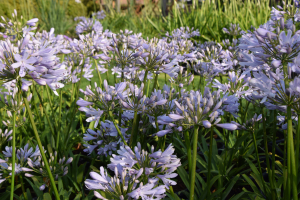 Agapanthus 'Lilac flash' (bladhoudend)