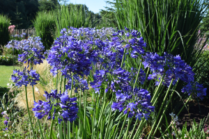 Agapanthus 'Carta' (bladverliezend)