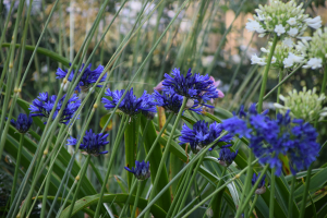 Agapanthus 'Navy Blue' (bladverliezend)