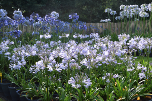 Agapanthus 'Lilac flash' (bladhoudend)