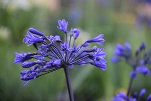 Agapanthus 'Intermedia' (bladverliezend)