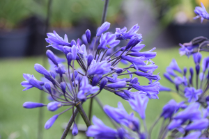 Agapanthus 'Intermedia' (bladverliezend)