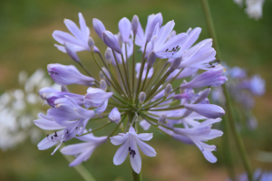 Agapanthus 'Lilac flash' (bladhoudend)