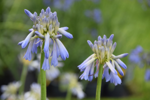 Agapanthus 'Sky' (bladverliezend)