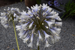 Agapanthus 'Enigma'