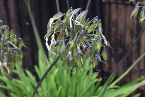 Agapanthus 'Dr. Brouwer'