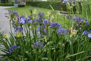 Agapanthus 'Marijke' (bladhoudend)