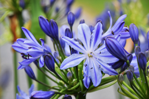 Agapanthus 'Marijke' (bladhoudend)