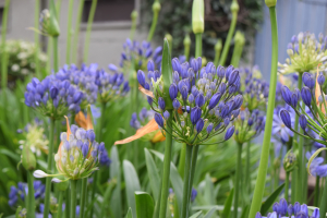 Agapanthus 'Marijke' (bladhoudend)