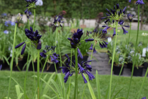 Agapanthus 'Delfts blauw'