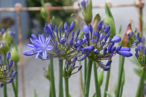 Agapanthus 'Marijke'