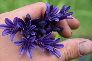 Agapanthus 'Delfts blauw'