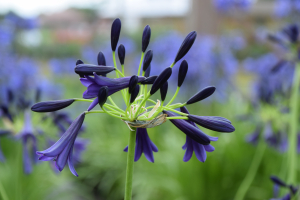 Agapanthus 'Delfts blauw'