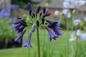 Agapanthus 'Delfts blauw'