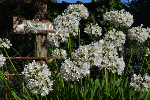 Agapanthus 'Malaga' (bladverliezend)