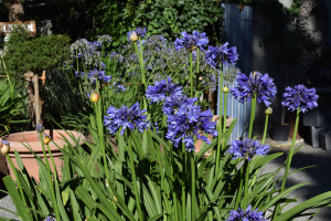 Agapanthus 'Septemberhemel' (bladverliezend)