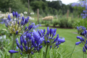 Agapanthus 'Marijke'