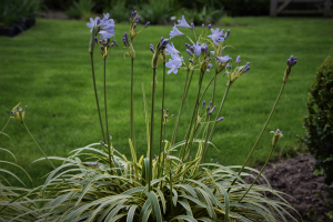 Agapanthus 'Golden drop ®' (bladhoudend)