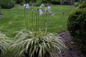 Agapanthus 'Golden drop ®' (bladhoudend)