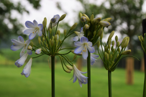 Agapanthus 'Silver baby' (bladhoudend)