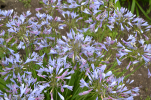 Agapanthus 'Ascona' (bladverliezend)