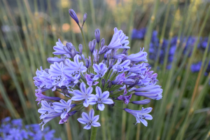 Agapanthus 'Melbourne' (bladverliezend)