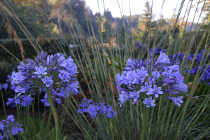 Agapanthus 'Melbourne' (bladverliezend)