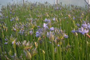 Agapanthus 'Aberdeen'