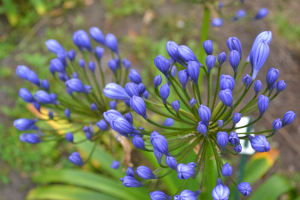 Agapanthus 'Flore pleno'