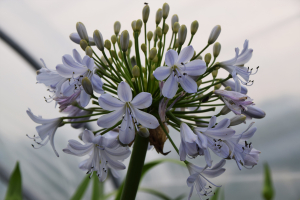 Agapanthus 'Silver mist' (bladverliezend)