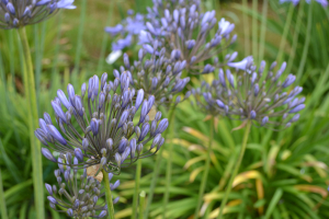 Agapanthus &#039;Hannover&#039; (bladverliezend)