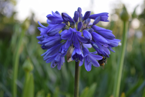 Agapanthus 'Ever Saphire ®' (bladhoudend)