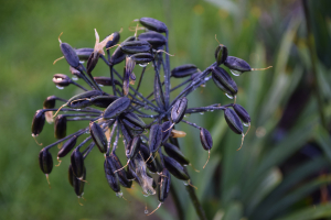 Agapanthus &#039;Intermedia&#039; (bladverliezend)