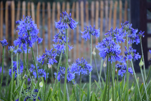 Agapanthus 'Loch Hope' (bladverliezend)