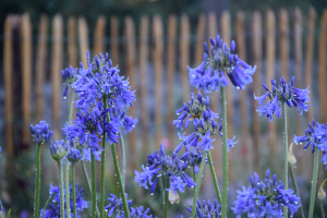 Agapanthus 'Loch Hope' (bladverliezend)