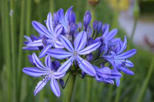 Agapanthus 'Marijke' (bladhoudend)