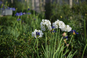 Agapanthus 'Stephanie's charm' (bladverliezend)