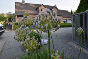 Agapanthus 'Rotterdam'