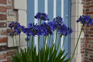 Agapanthus 'Maurice'