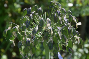 Agapanthus 'Bigfoot' (bladverliezend)