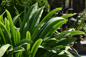 Agapanthus 'Bigfoot' (bladverliezend)