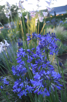 Agapanthus 'Carta' (bladverliezend)