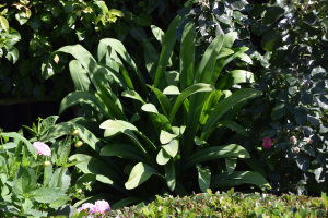 Agapanthus 'Bigfoot' (bladverliezend)