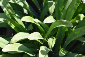 Agapanthus 'Bigfoot' (bladverliezend)