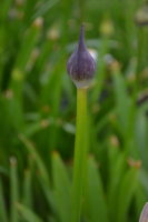 Agapanthus 'Septemberhemel'